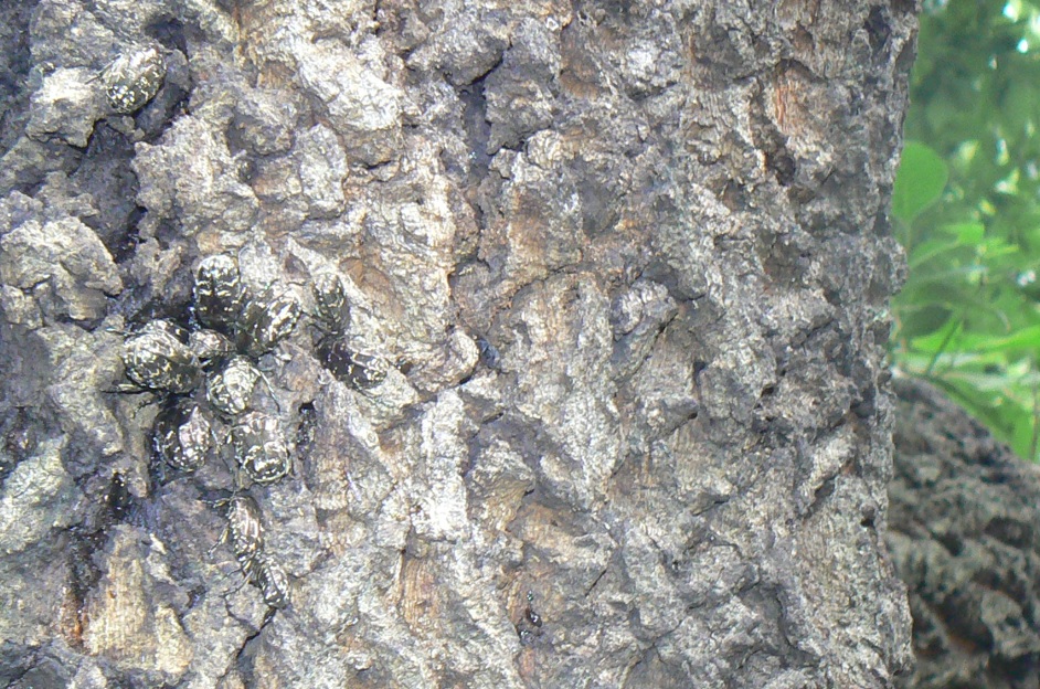 団地前のクヌギ_正面ｰ洞の50cm上 シラホシハナムグリ12匹 2021年7月11日 14時05分頃 気温33度